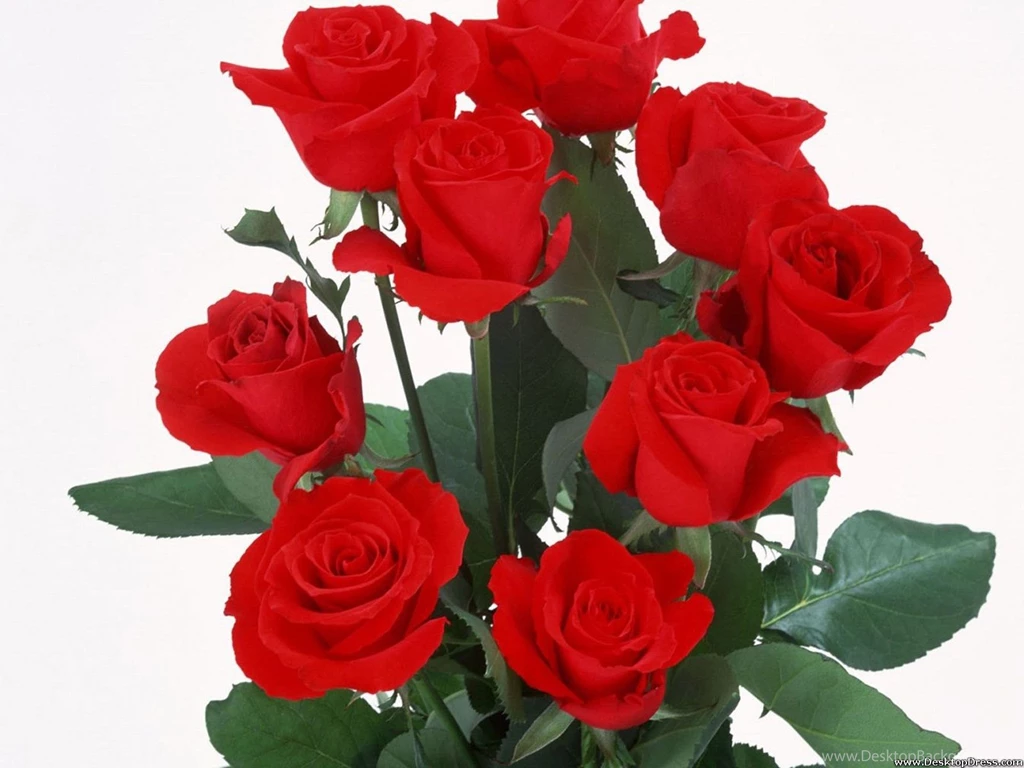 Desktop Wallpapers » Flowers Backgrounds » Beautiful Red Rose ...