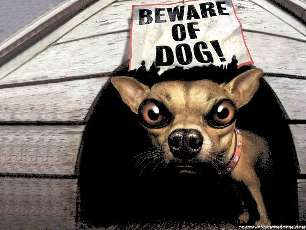 New Site Wallpapers For PC: Funny Wallpapers