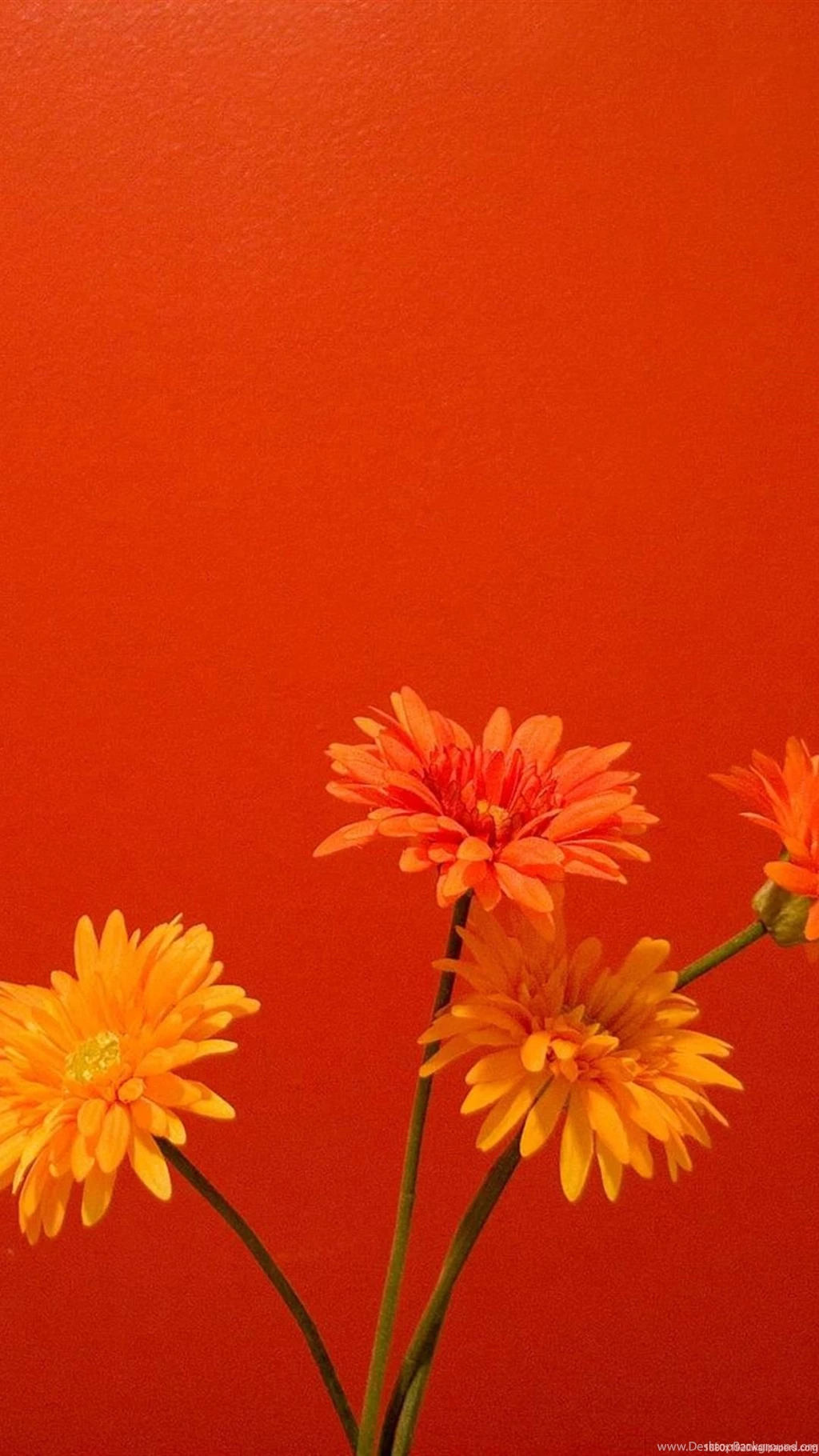 1080x1920 Orange Flower Wallpapers HD Desktop Background 1080x1920 Orange Flower Wallpapers HD Desktop Background
