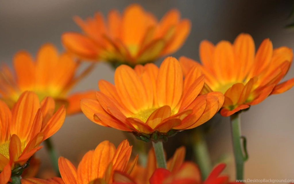 Orange Flowers Wallpapers