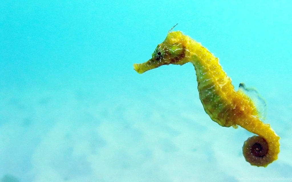Seahorses Wallpapers High Definition