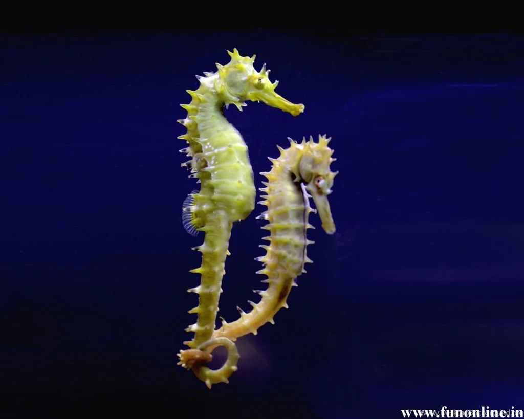 Seahorse Wallpapers Wallpapers Cave
