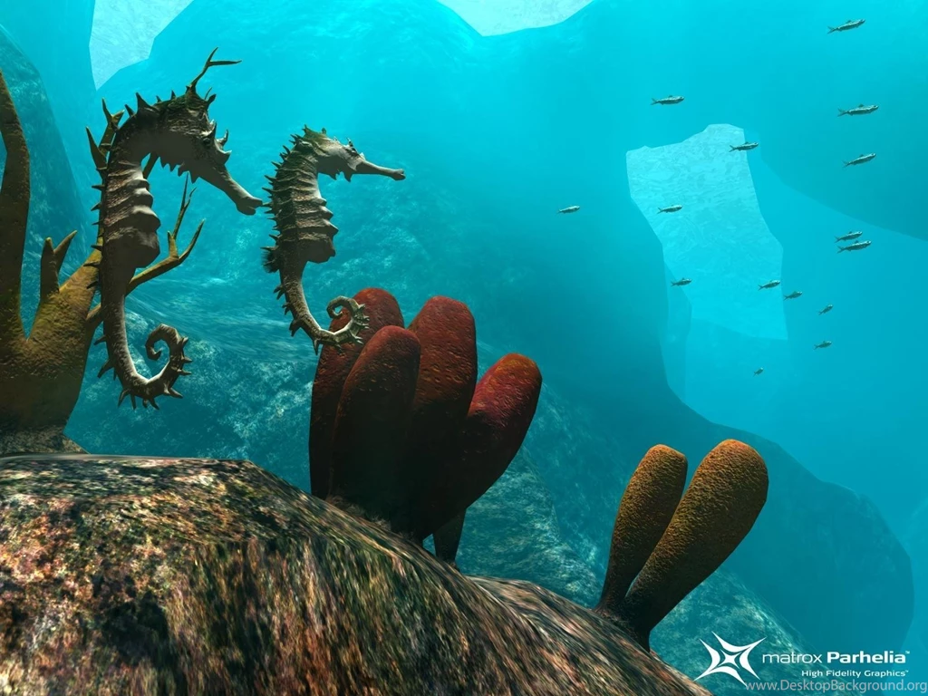 Wallpapers Underwater World Seahorses Animals Image