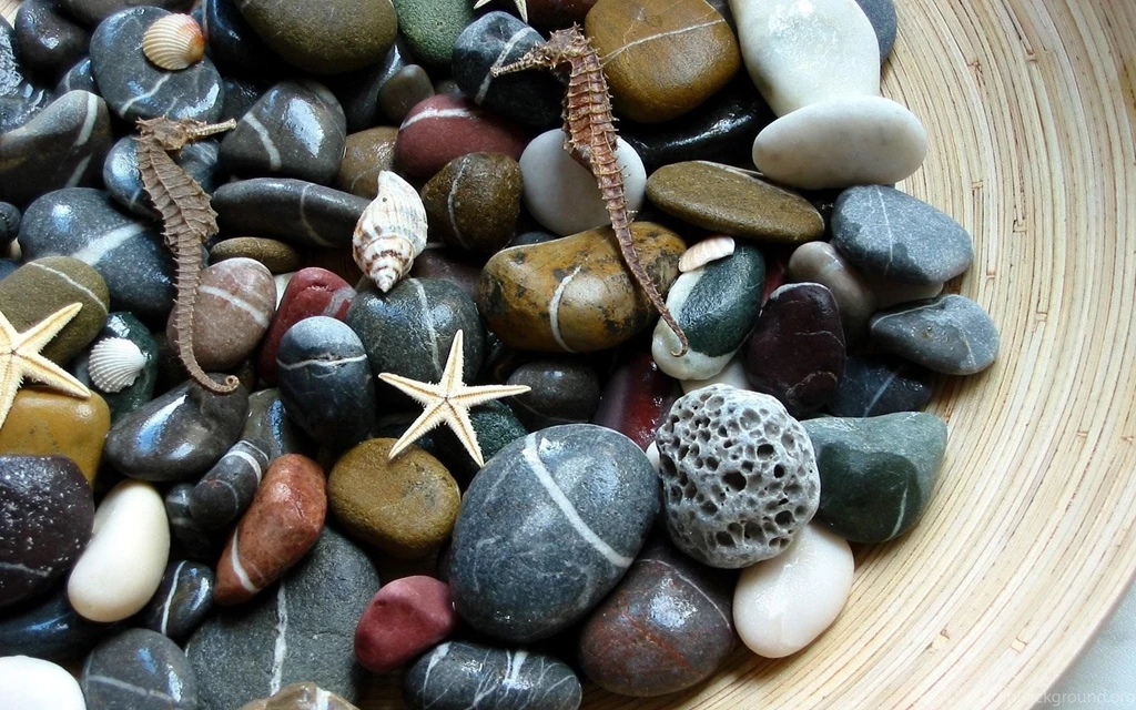 Stones Shells Starfish Seahorses Macro Decor Wallpapers