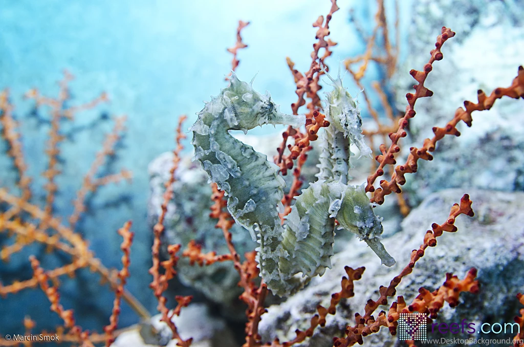 Fish Of MACNA (and Free Reefs.com Wallpaper!) Reefs.com
