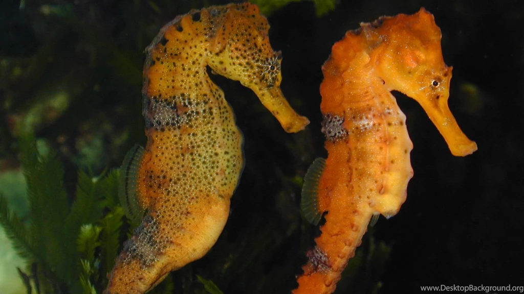 Awesome Seahorse Fullscreen Wallpapers