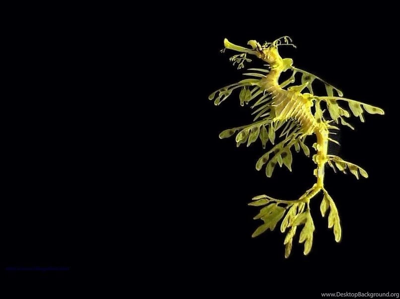 Seahorse.org   Downloads Library