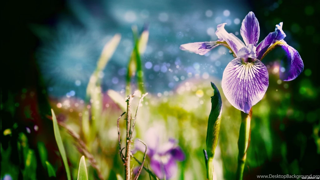 Superb HD Flower Computer Wallpapers