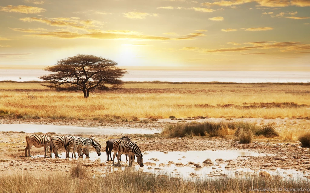 Safari Wallpapers