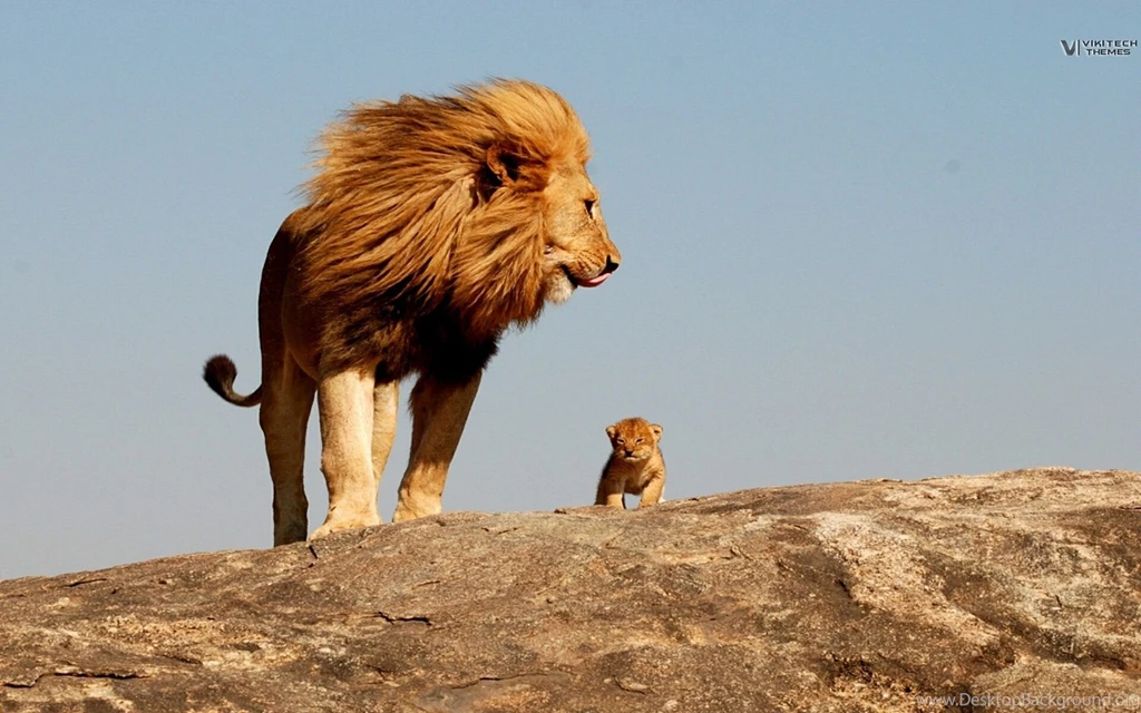 Lion, King, Safari, Savage Wallpapers And Images   Wallpapers ...