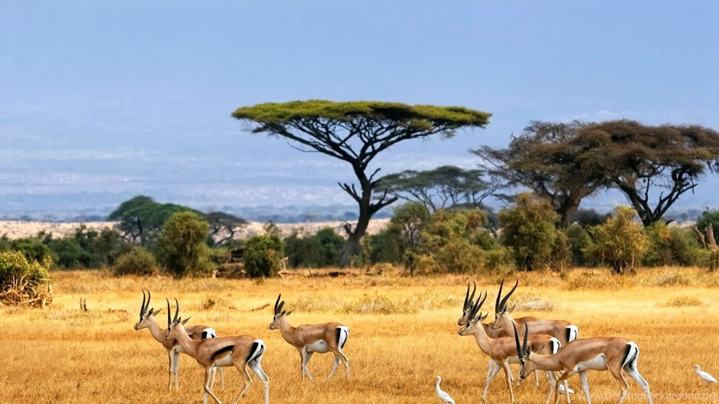 1920x1080 Antelope, Antelopes, African Landscape, Savanna, Safari ...