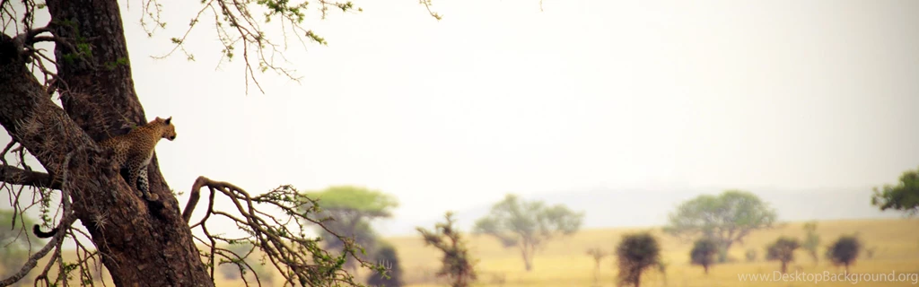 Download Wallpapers 3840x1200 Safari, Wood, Leopard, Space Dual ...