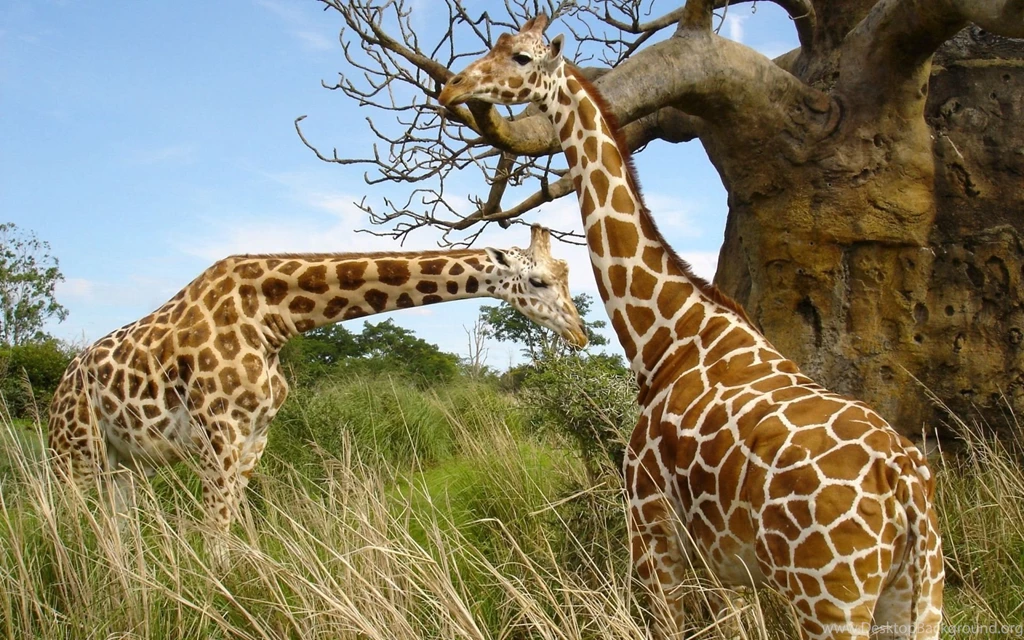 Safari Animals 21 Widescreen Wallpapers Hivewallpaper.com