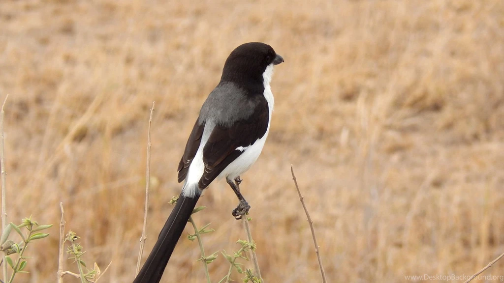 Long tailed_fiscal_taken_at_amboseli_national_park_1920x1080.jpg