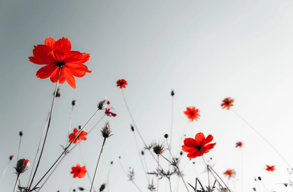Poppy Wallpapers 1080P Wallpapers