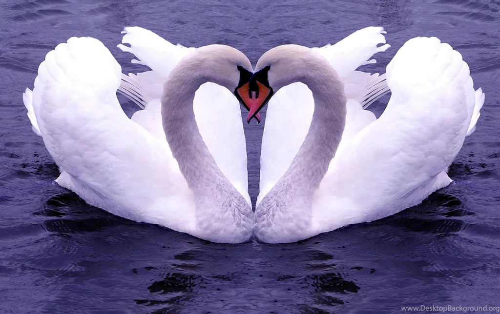Love Birds HD Wallpapers