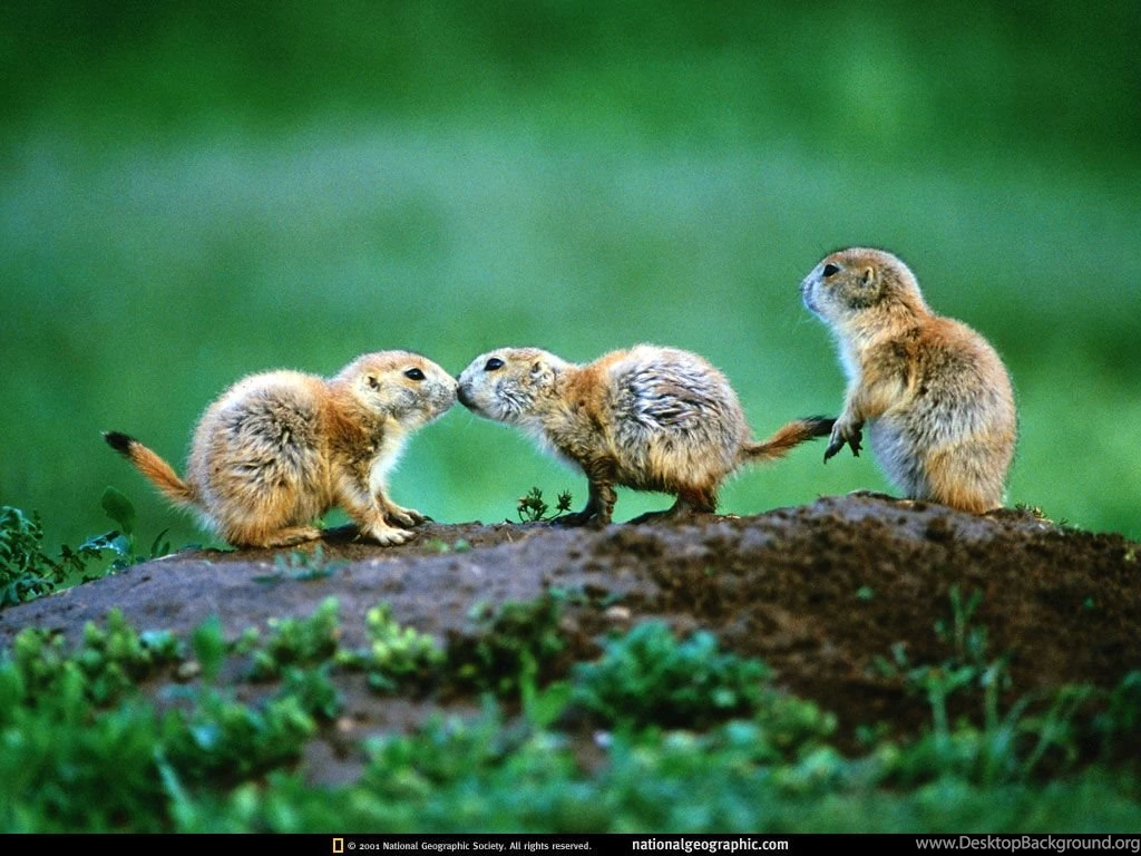 New blog pics: National Geographic Wallpapers Rss