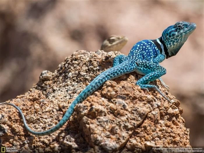 National Geographic Photography HD Wallpapers Wallpapers List ...