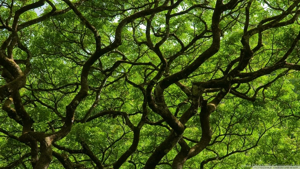 Natural Roof HD Desktop Wallpapers : High Definition : Fullscreen ...