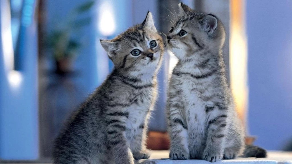 Cat Images Download   Desktop Backgrounds