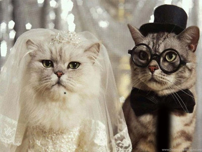 Christmas Wallpaper, Free Wallpapers Downloads: Funny Cats ...