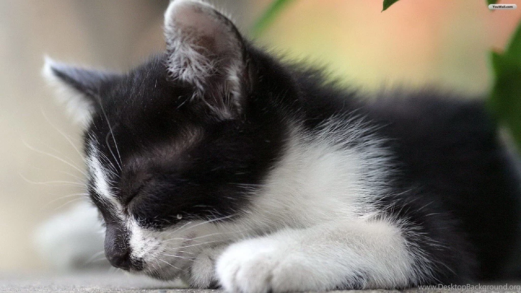 YouWall Cute Sleepy Cat Wallpapers Wallpaper,wallpapers,free ...