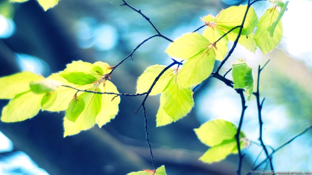 Spring Leaves Wallpapers 2   Crazy Frankenstein