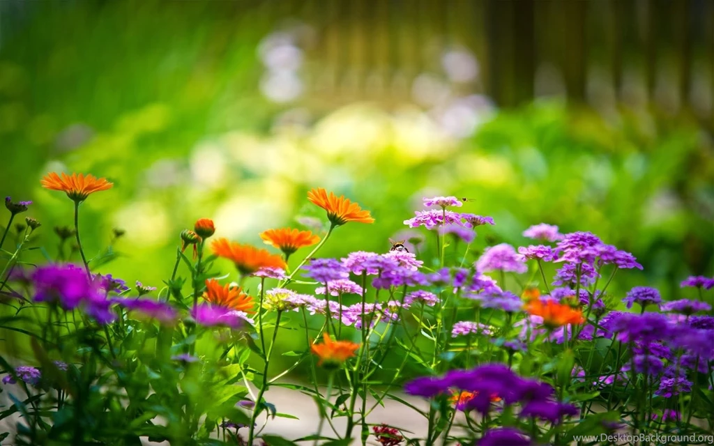 Free flower wallpaper for android 1.jpg