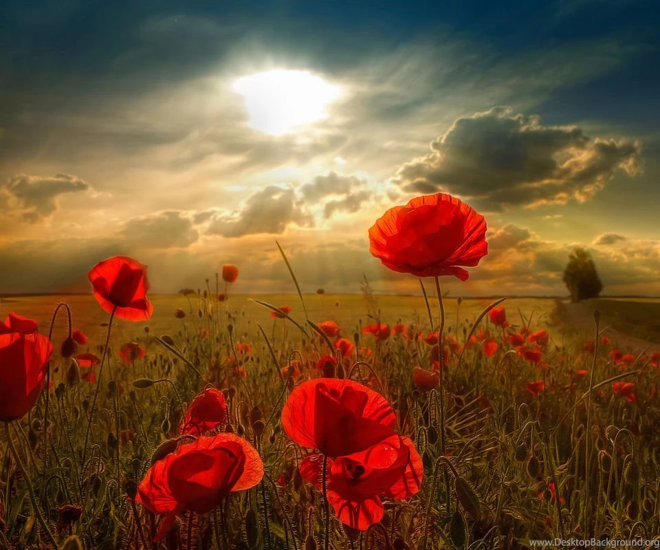 Htc Tablet Wallpapers