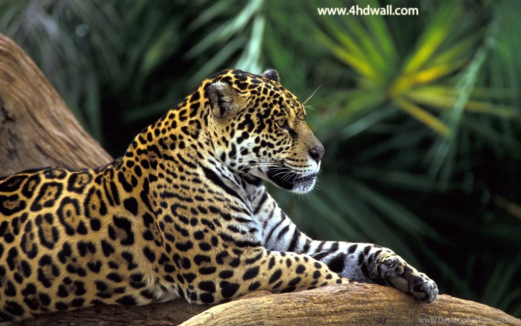 Onça Pintada Na Floresta Amazônica, Brasil (Jaguar In Amazon R ...