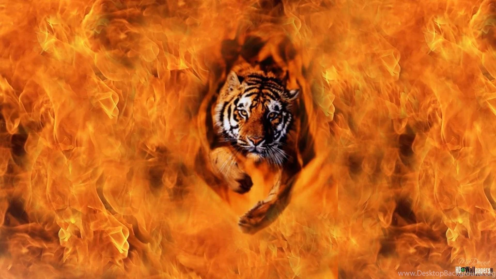 Live Tiger Wallpapers   Wallpapers HD Wide