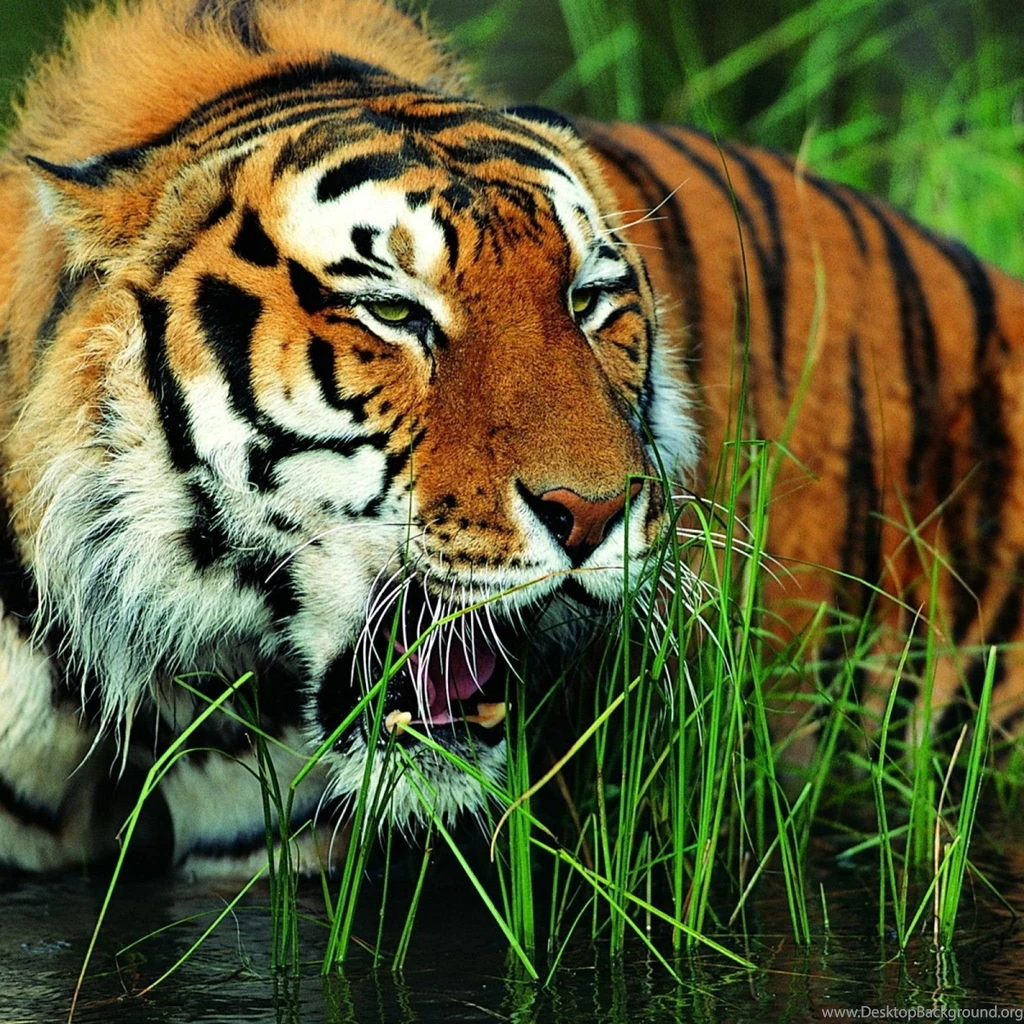 Download Wallpapers 2048x2048 Tiger, Grass, Grin, Big Cat New iPad ...