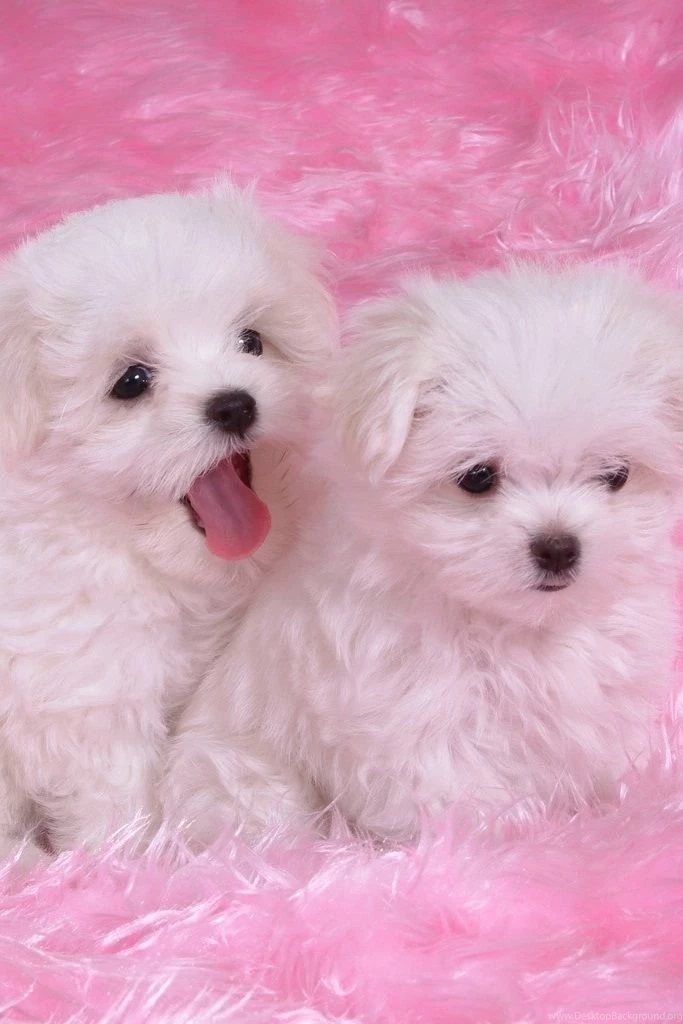 Cute Girly Backgrounds