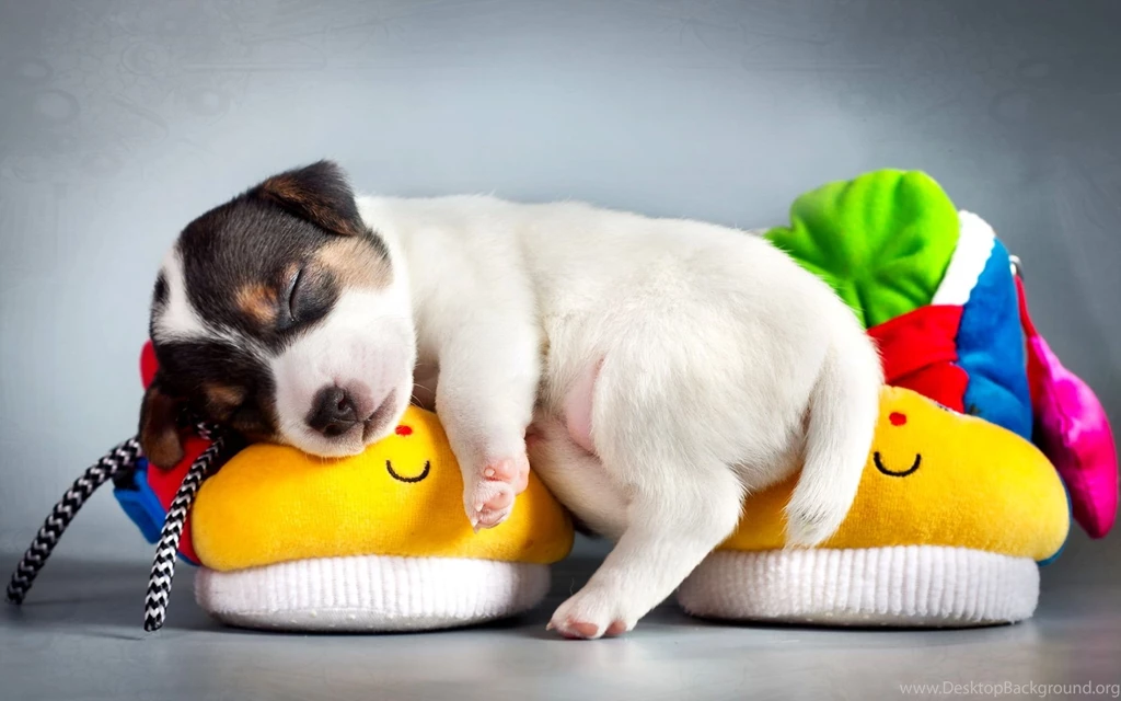 Puppy_wallpaper_backgrounds_3.jpg
