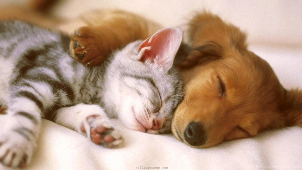 Our Pictures Of Puppies Also In Really High Quality