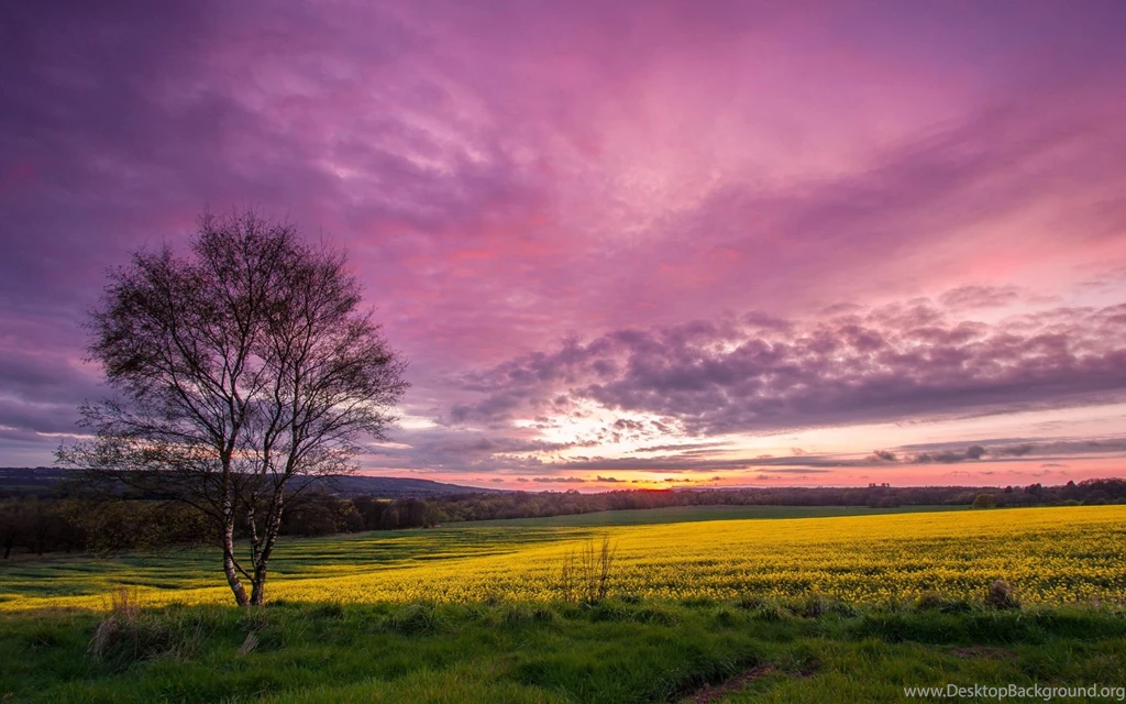 1920x1200 Purple Sky Trees Field Grass Desktop PC And Mac Wallpapers