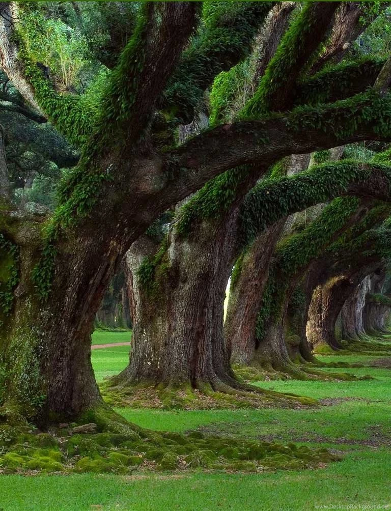 Nature Wallpapers Hd Download For Mobile_mobile Wallpaper_Hd ...