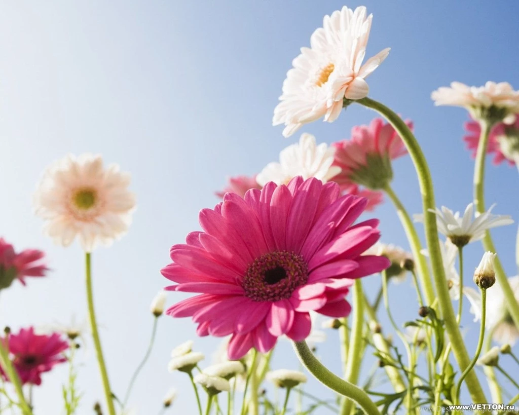 Flowers Wallpapers HD Desktop Backgrounds Page 18