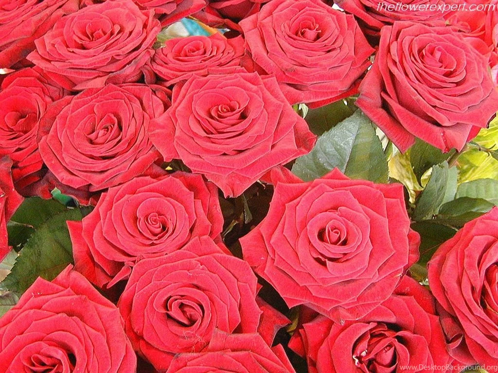 Love Flowers And Wallpapers Download