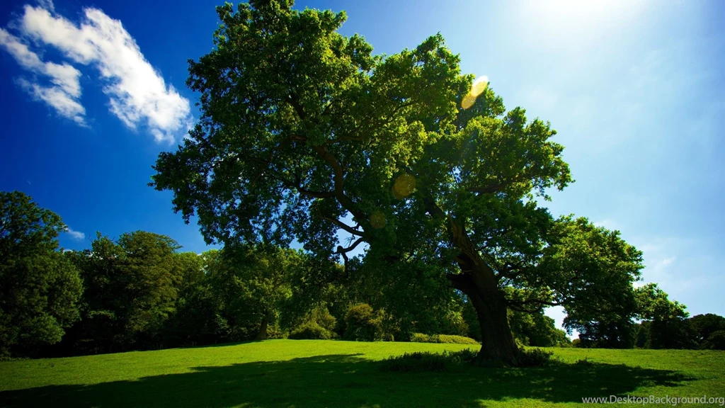 40 HD Tree Wallpapers/Backgrounds For Free Download