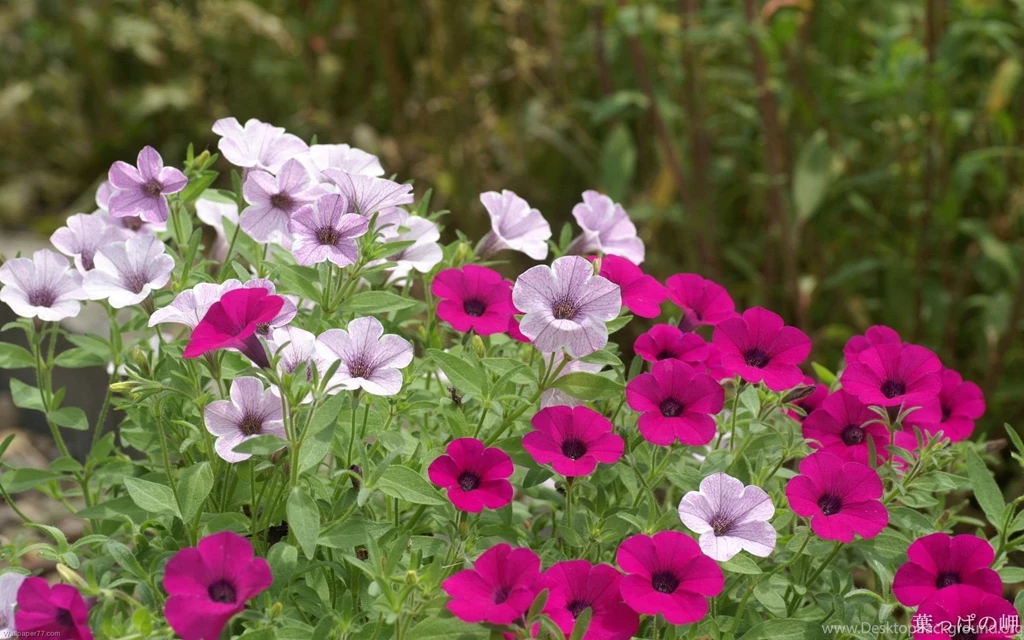 Natural Flowers Wallpapers