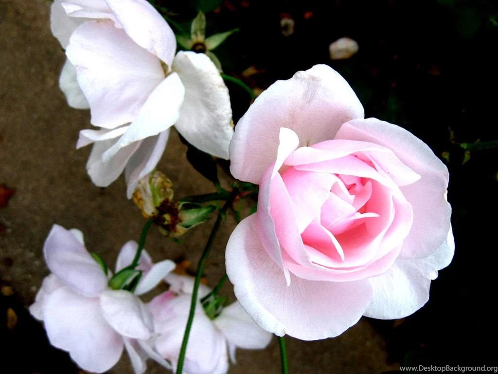 Flower Images Rose And Wallpapers Download
