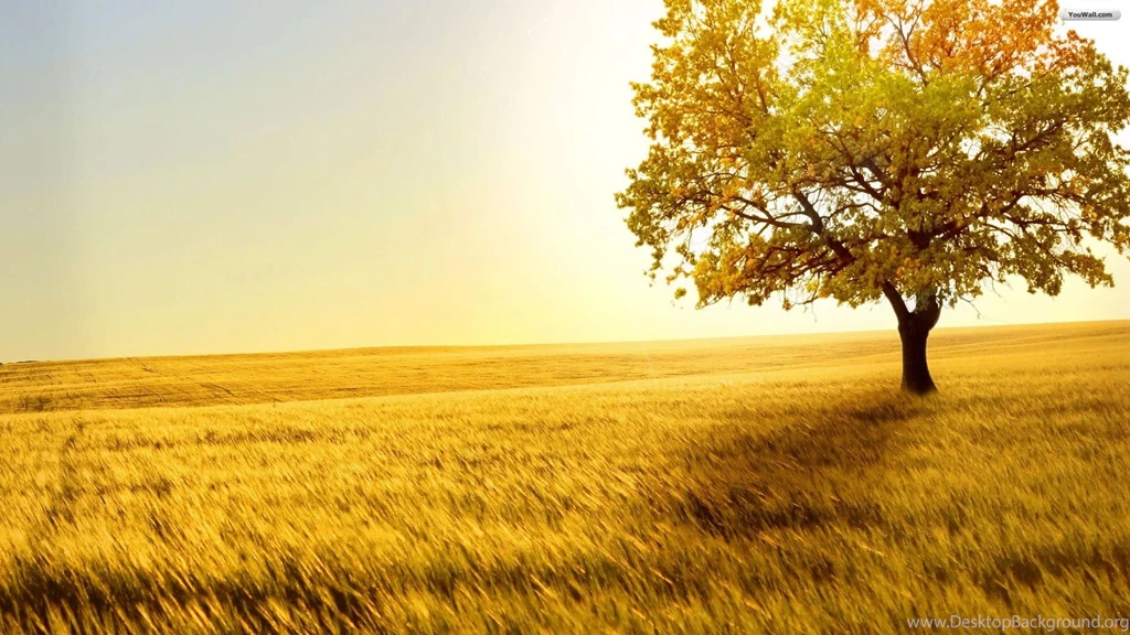 Alone Tree In Sabana Wallpapers Widescreen