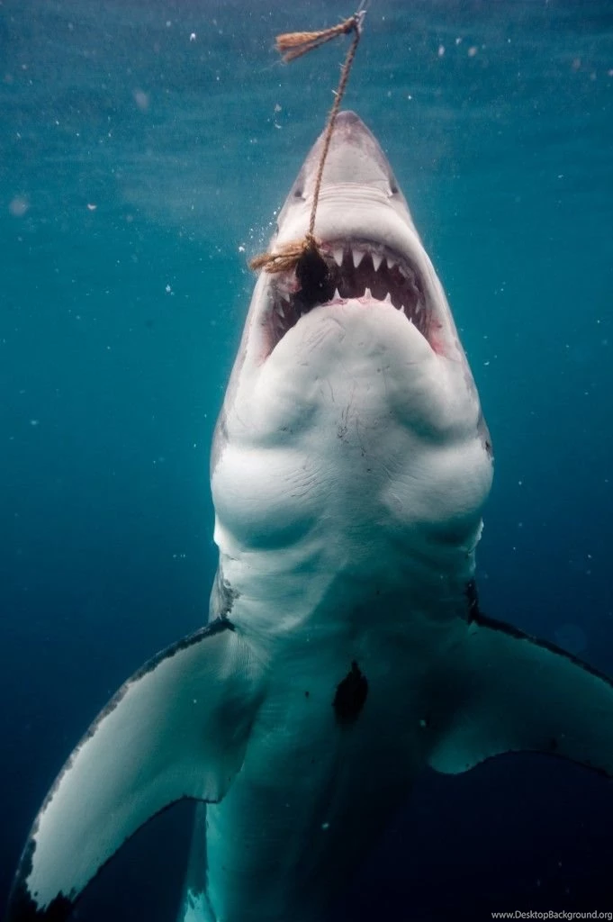 Cool Great White Shark Feeding Ultra HD Wallpapers For Mobile ...