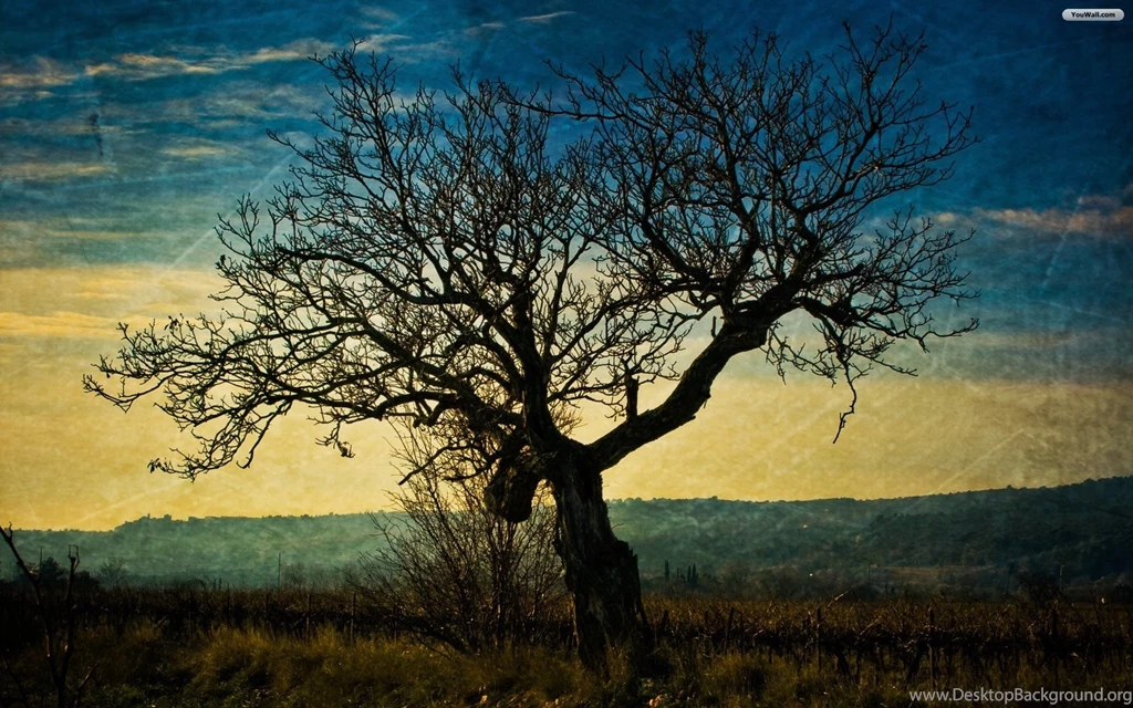 YouWall Dark Tree Wallpapers Wallpaper,wallpapers,free ...