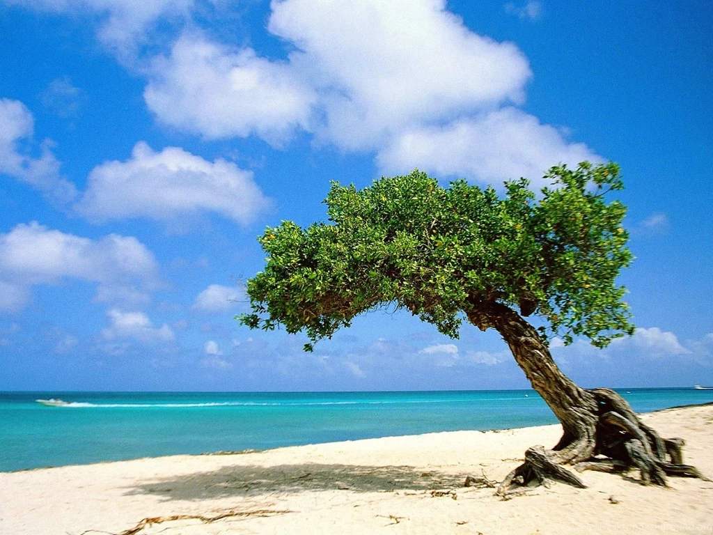 Tree log on the beach wallpapers 1.jpg