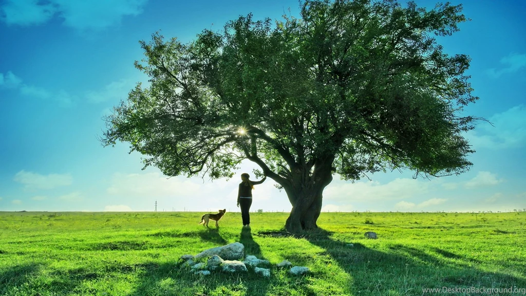 Beautiful HD Trees Wallpapers.
