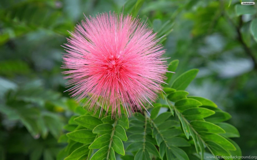 YouWall   Blooming Tree Wallpapers   Wallpaper,wallpapers,free ...