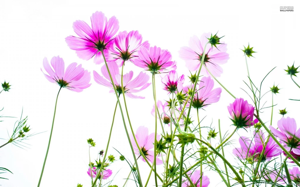 Colorful Cosmos Flowers Wallpapers