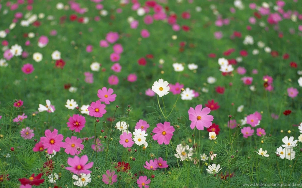 Colorful Cosmos Flowers Wallpapers